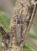tesařík (Brouci), Deilus fugax, Deilini, Cerambycidae (Coleoptera)